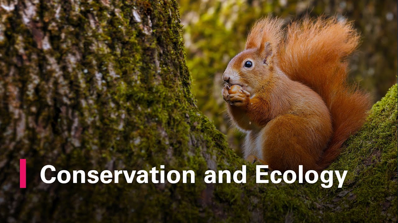 Wildlife Conservation and Ecology at Brackenhurst | Nottingham Trent University