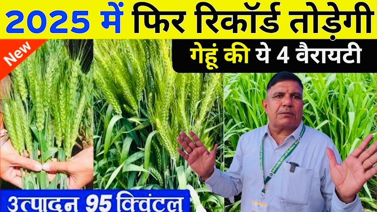 भारत में सबसे ज़्यादा उत्पादन देने वाली गेहूं की क़िस्म ये HAU￼University के डॉ दी जानकारी