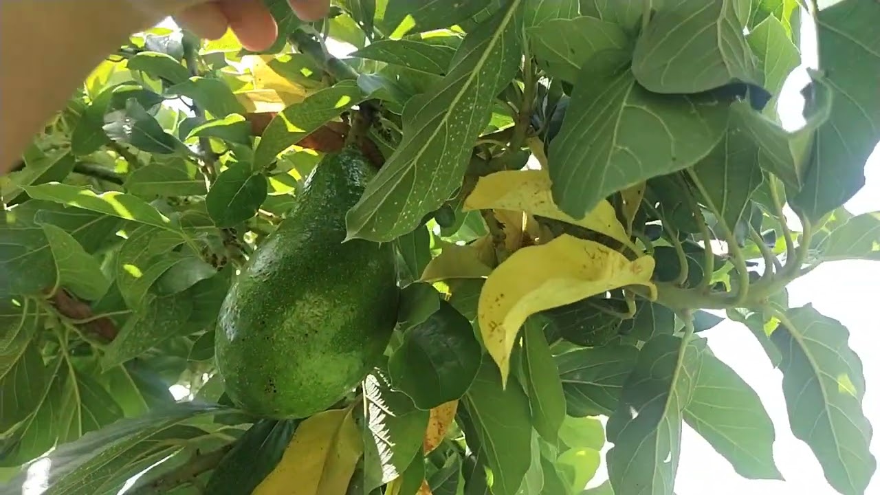 Progress Tanaman Durian Bawor, Duri Hitam & Super Tembaga setelah berumur genap 1 Tahun 