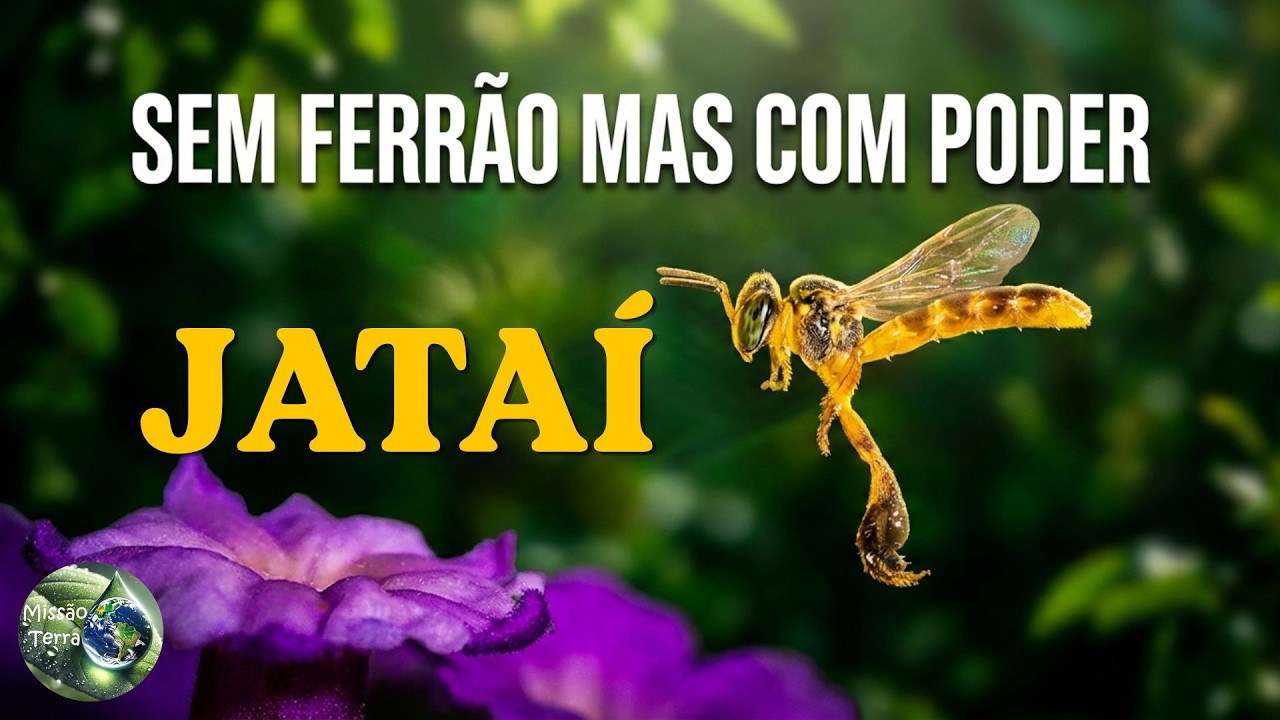 As incríveis abelhas nativas do Brasil | Meliponário PRIMAVERA
