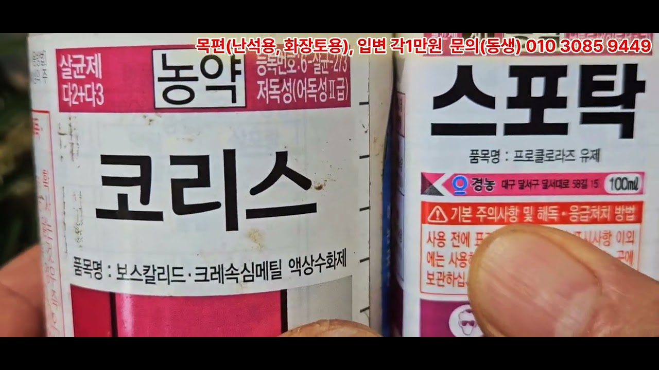 베란다에서 난초를 배양하시는 분들이 지금 하셔야 하는