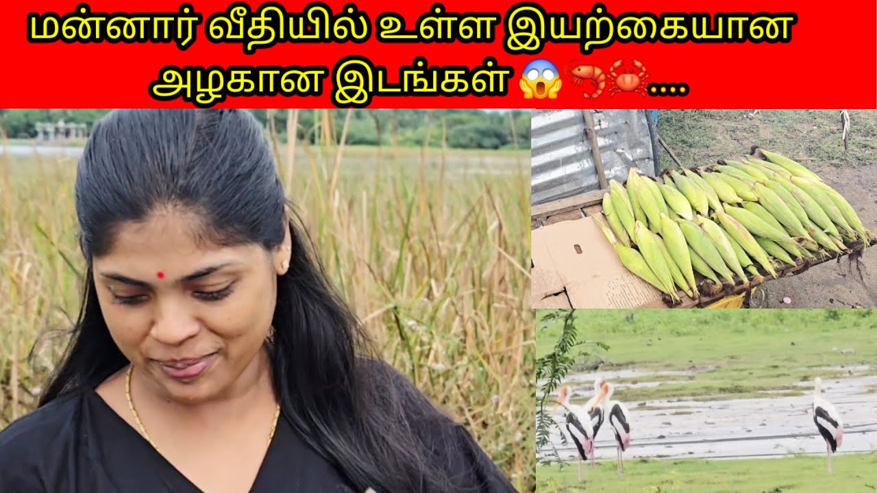 மன்னார் வீதியில் உள்ள இயற்கையான  அழகான இடங்கள் 😱🦐🦀..../PKR family/tamil vlogs 