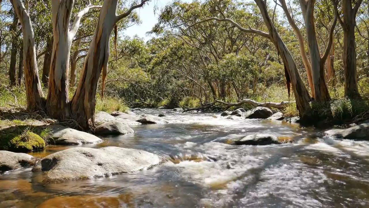 Ultimate Focus & Relaxation | Forest River Sounds with Soft Birds Chirping