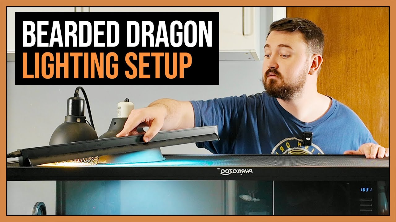 Bearded Dragon Lighting Setup