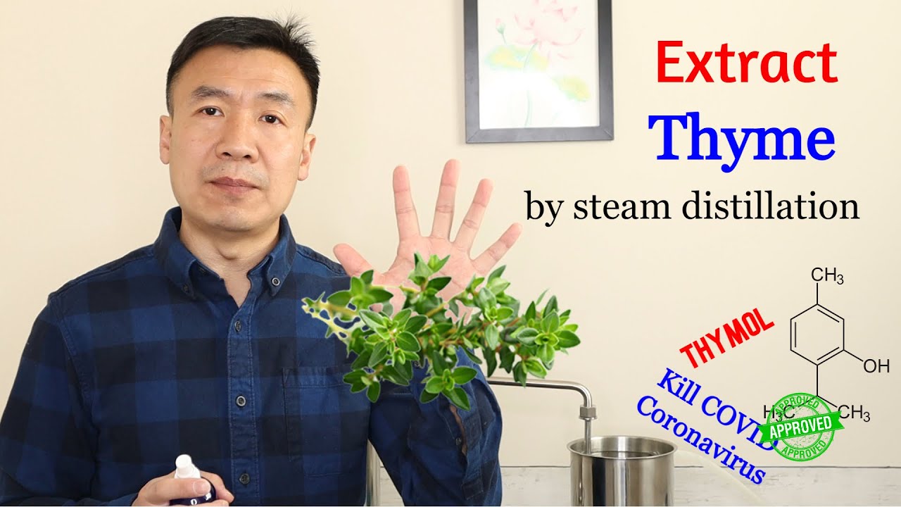Extract Thyme by Steam Distillation Benefits Antibacterial Antioxidant Disinfect Coronavirus