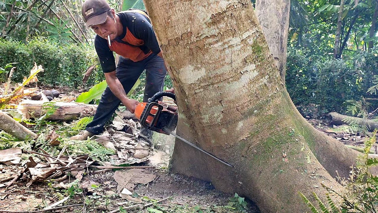 tebang pohon albasia/sengon berusia 20 tahun di belakang rumah warga,