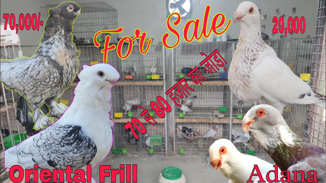 Oriental frill, Spanish pouter, Syrian adana dewlap Danish bhai 7417198806