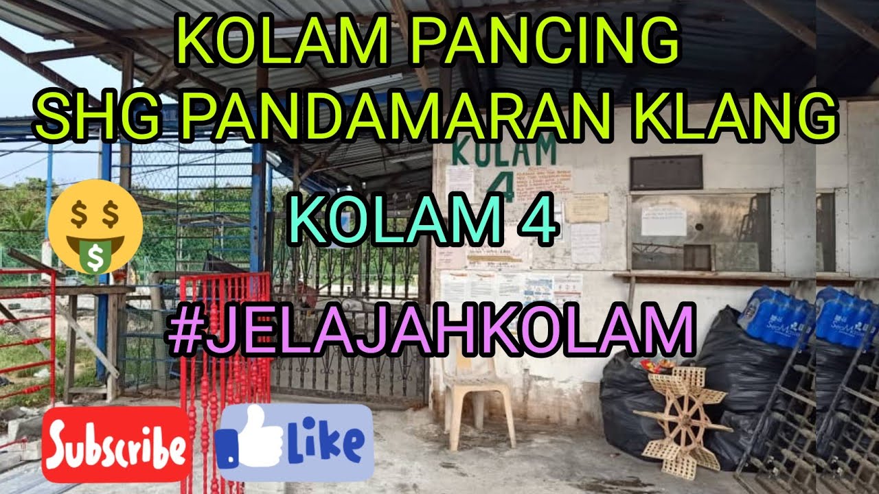 REVIEW KOLAM 4 SHG PANDAMARAN KLANG #JELAJAHKOLAM #JENAHAKBANTAL #KERAPU #NAGA #SADO #BAGAU #HOBY 🦩🏆