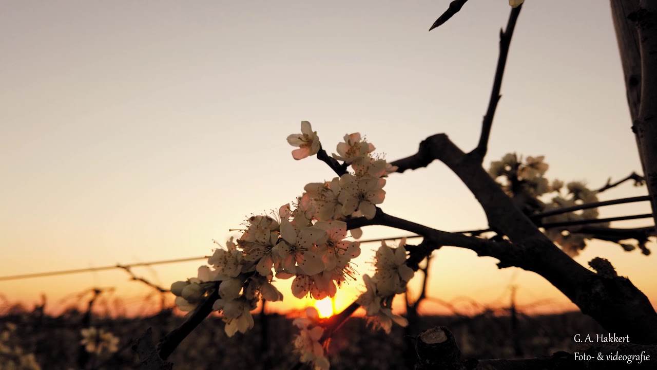 Fruit bloesem in de Betuwe 2020 - Blossom time in the Netherlands
