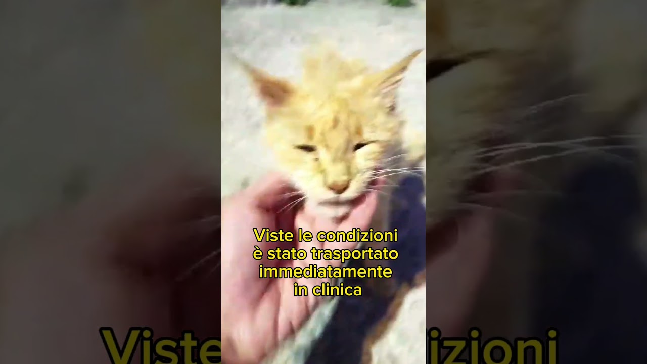 Sugo è stato soccorso 🎉 