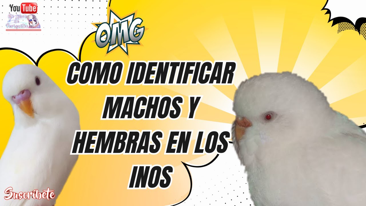 Identificar Periquitos Machos y Hembras Albinos y Lutinos