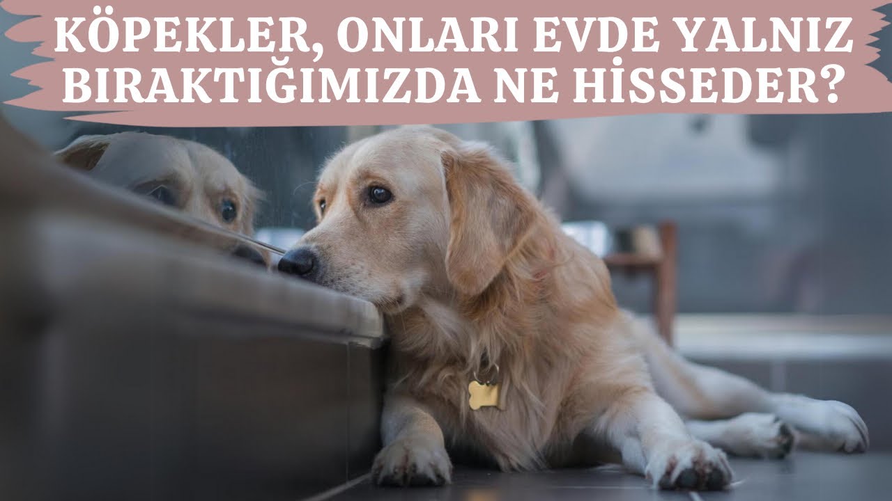 Köpekler, Onları Evde Yalnız Bıraktığımızda Ne Hisseder?