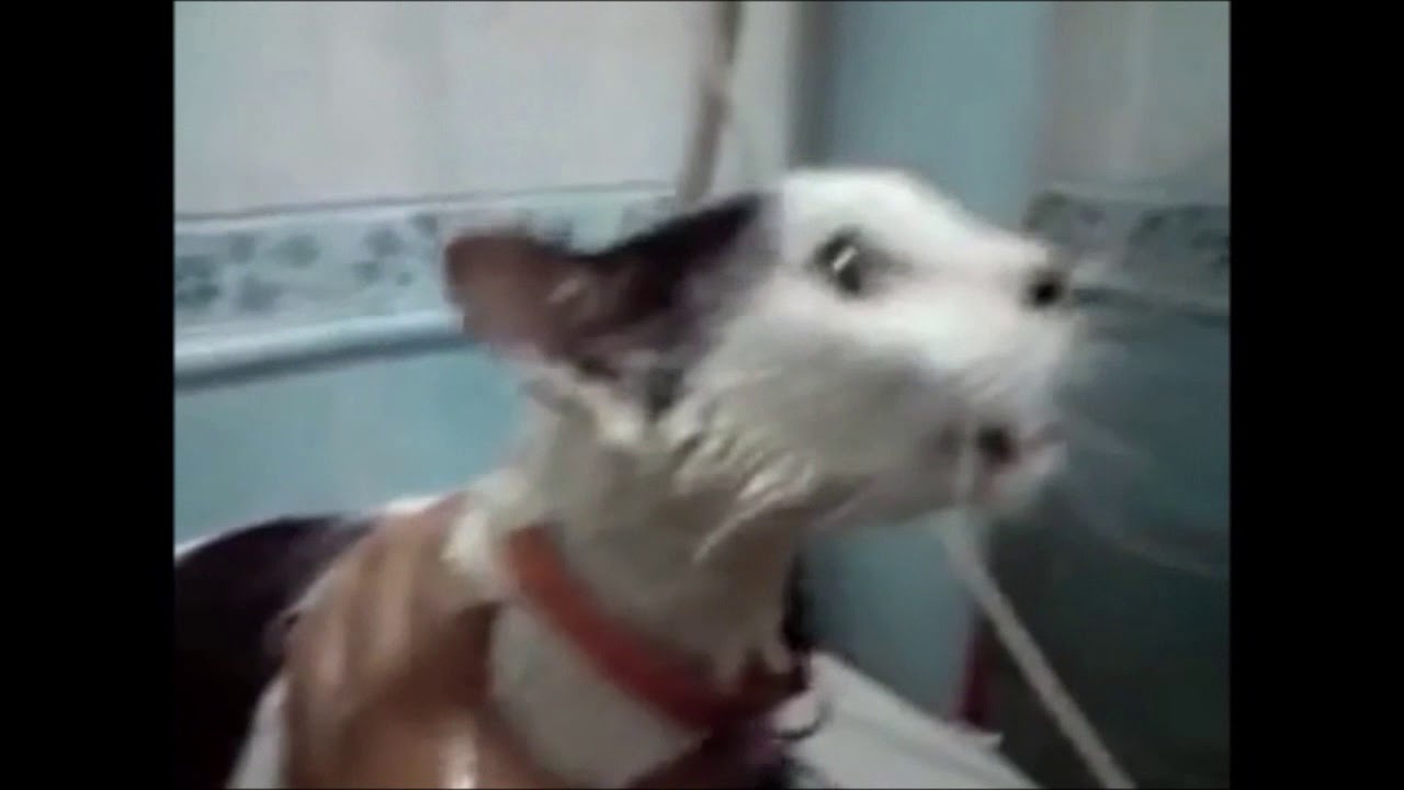 Animals say Allah