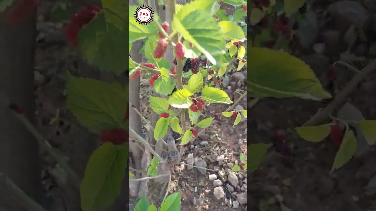 kaly toot pak gay | toot siah | shahtoot in pakistan | shahtoot fruit #tootsiah #shahtoot #fruits