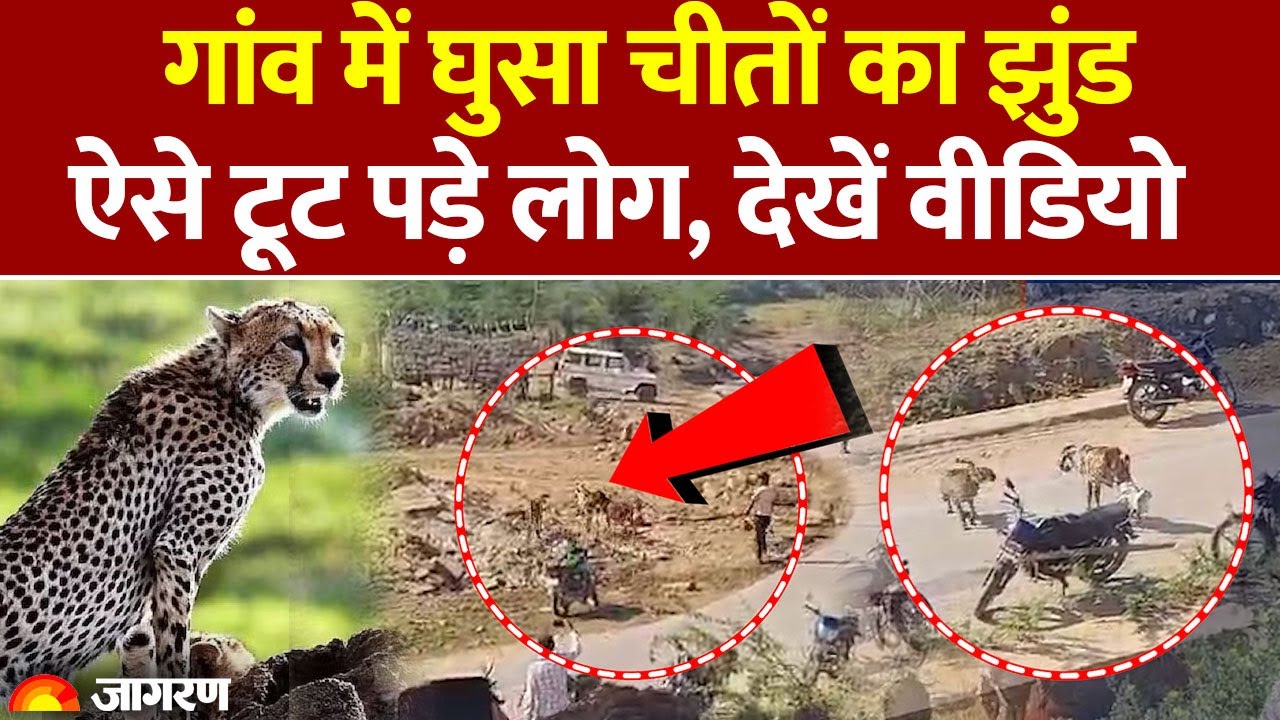 Kuno National Park: कूनो से बाहर निकले 5 चीते! ग्रामीणों ने मारे पत्थर-लाठी | Video Viral | MP News