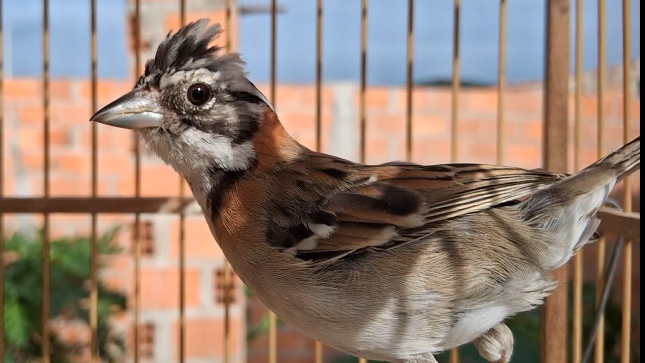 Fêmea de Tico Tico chamando