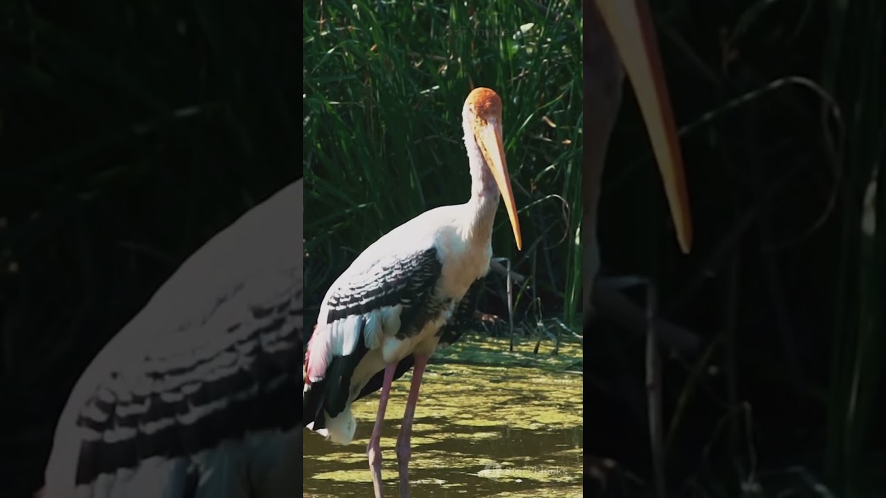 Discover Vietnam's Hidden Gem: Thung Nham Bird Park Adventure!
