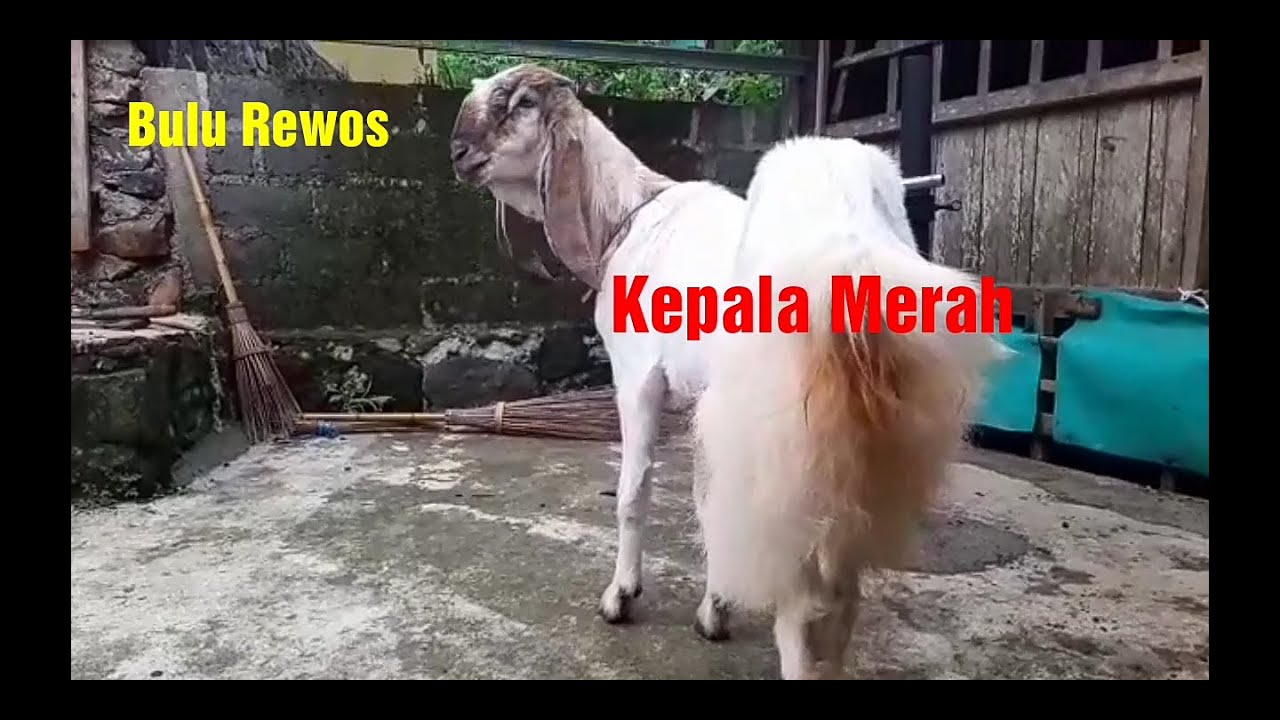 Kambing PE Kaligesing Full Stok dari Petani 04-04-2021