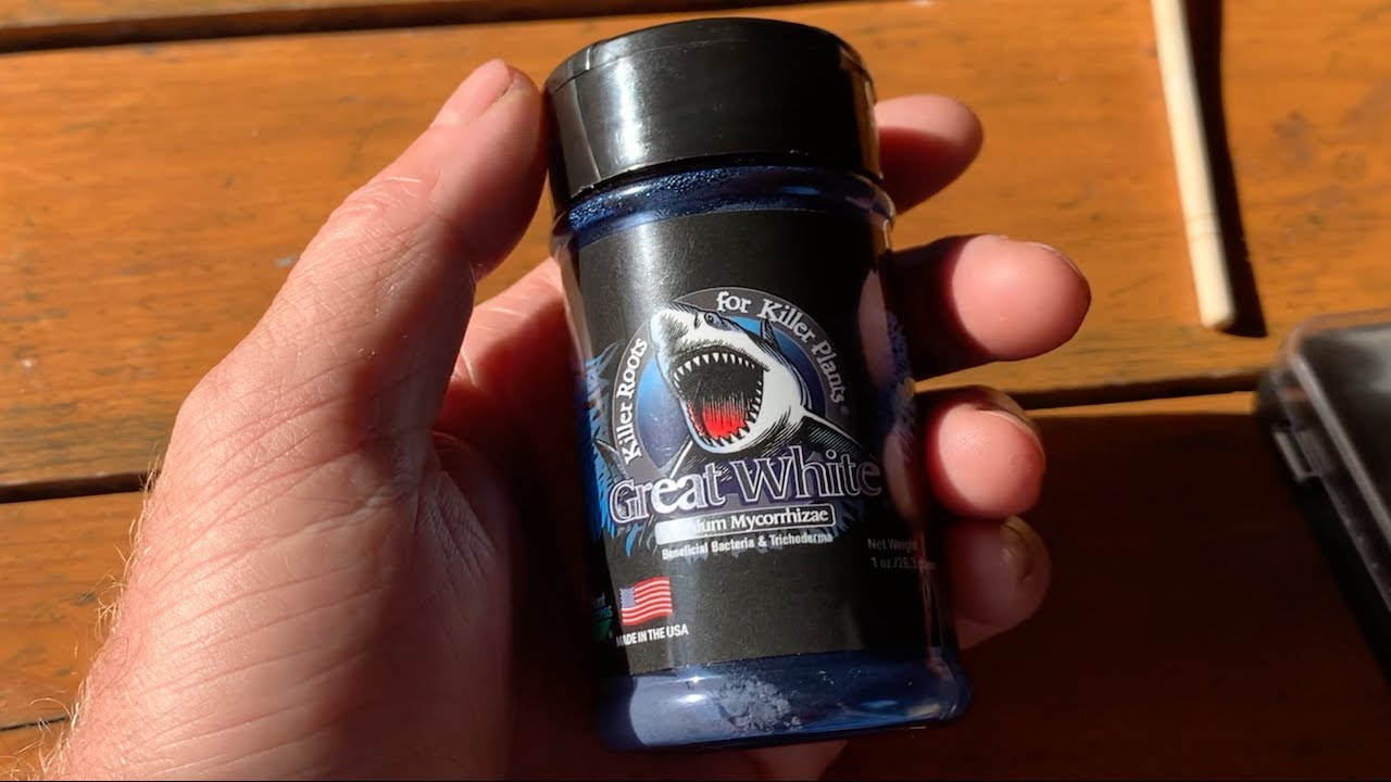 Фундук и микоризация. Микориза Great White Premium 19.07.2023