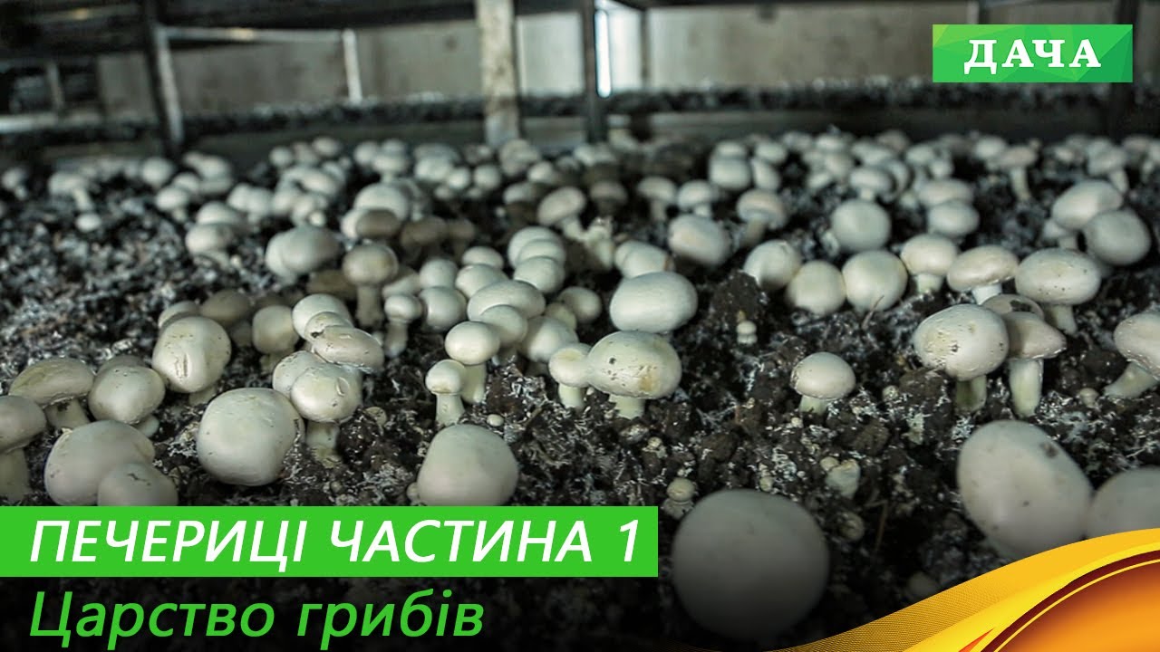 Етапи Вирощування ПЕЧЕРИЦЬ. Основні Проблеми та Поради. Частина 1.