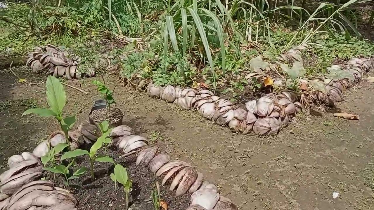Melihat kebun mini ku di halaman rumah