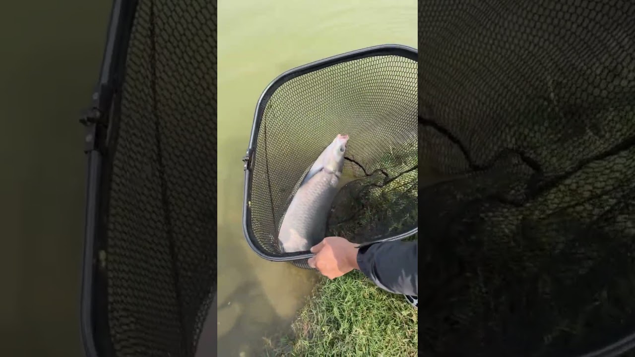 Survival Skills Unique Fishing Skills 1607