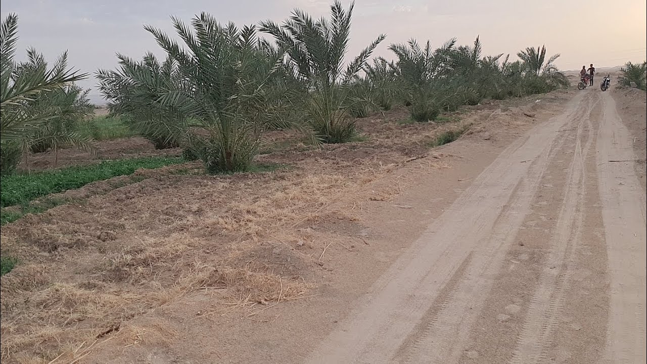 ارخص سعر فدان ملك نهائى ف الوادي الجديد الخارجه ١٣ فدان للاستفسار ٠١٠٠٧٢٧٨٢٤٢