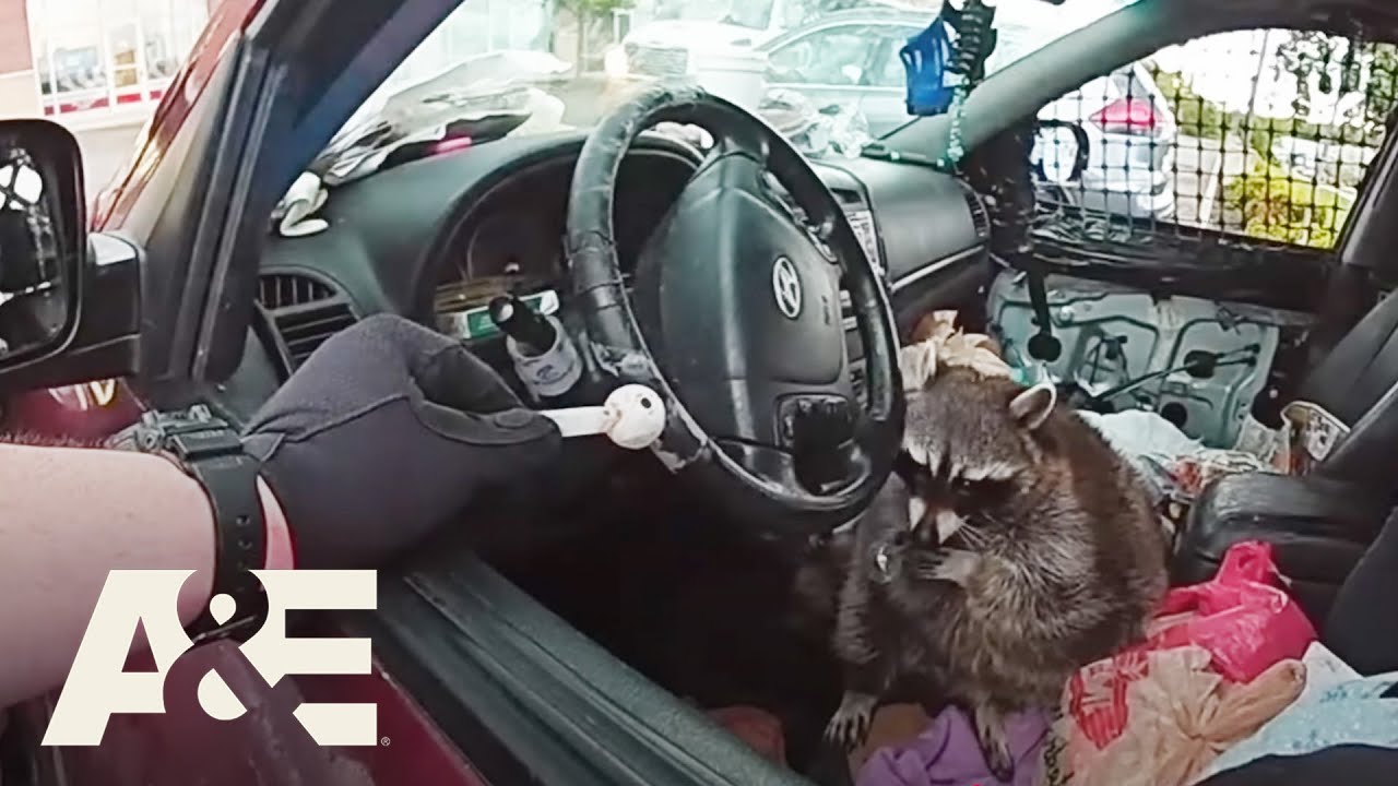 Police Find Raccoon Riding Shotgun Next to Meth Pipe | My Strange Arrest | A&E