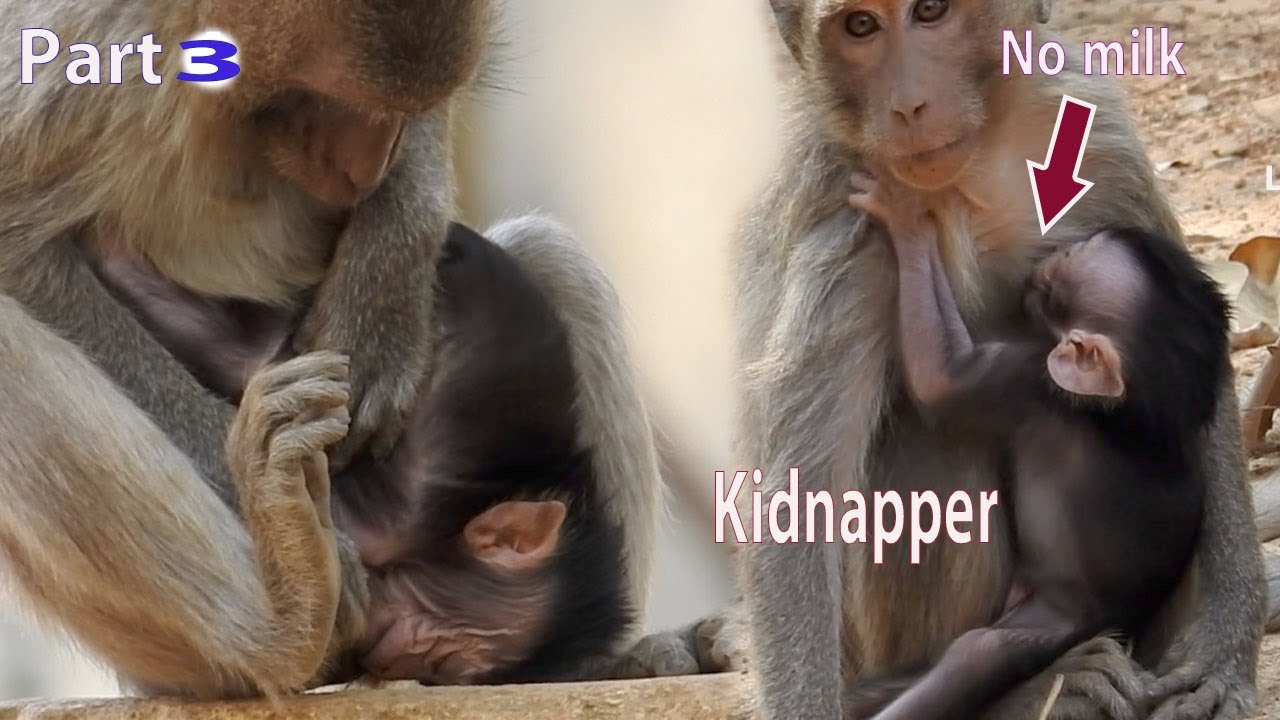 Part 3/ Pitiful Corono very hungry but no milk from kidnapper, Kidnapper feeding milk poor baby