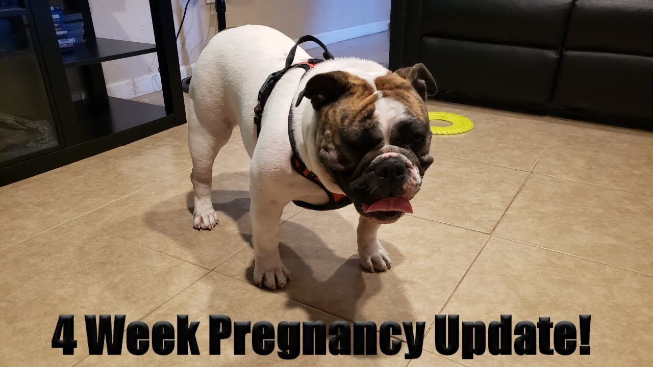 Pregnant English Bulldog at 4 Weeks!!