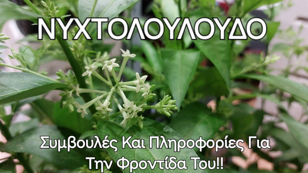 Νυχτολούλουδο - Συμβουλές Και Πληροφορίες Για Τη Φροντίδα Του!!