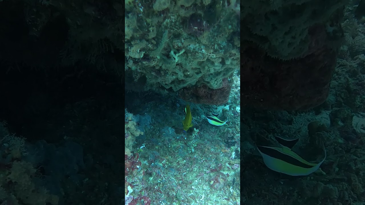 #Three-Spot Angel Fish(Apolemichthys trimaculatus).