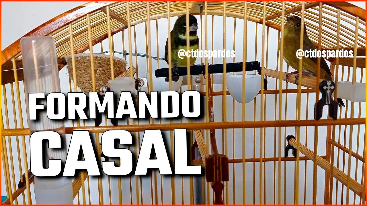 A MELHOR FORMA CASAR UM COLEIRO E PAPA CAPIM