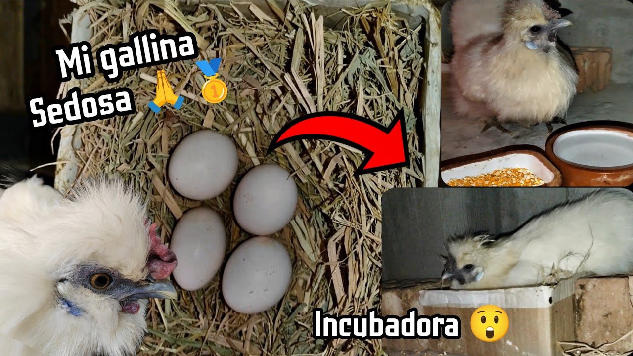 Volvió a incubar! 😭 Mi gallina sedosa tendrá pollitos? 👁️🙏