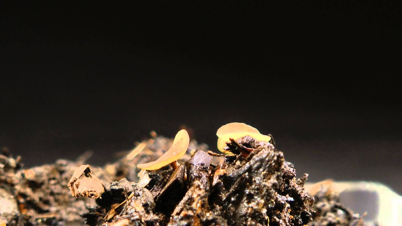 Apothecia releasing ascospores