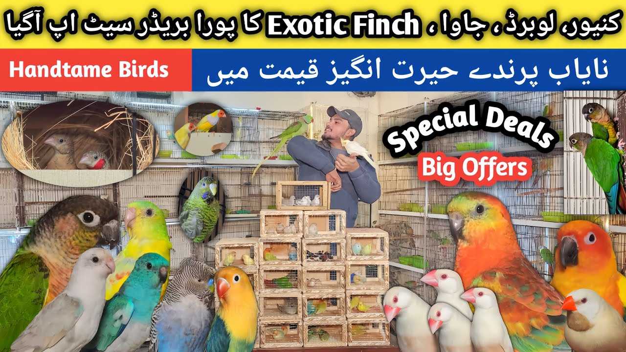 Breeder Pairs Ki Deal Agai | Bohot Kam Rates Ma | Suncnoure ,Lovebirds , Exotic Finches #birds 