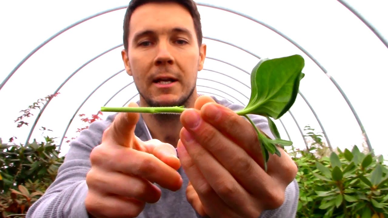 Revive Your Hanging Baskets with this Trick | Petunia Pruning and Overwintering by Taking Cuttings