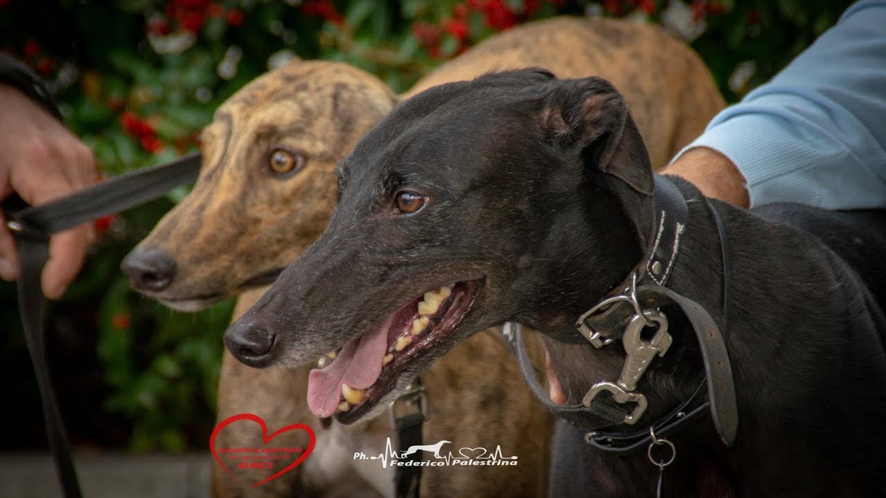 GACI - 27 Ottobre 2018 - Arrivo Greyhound