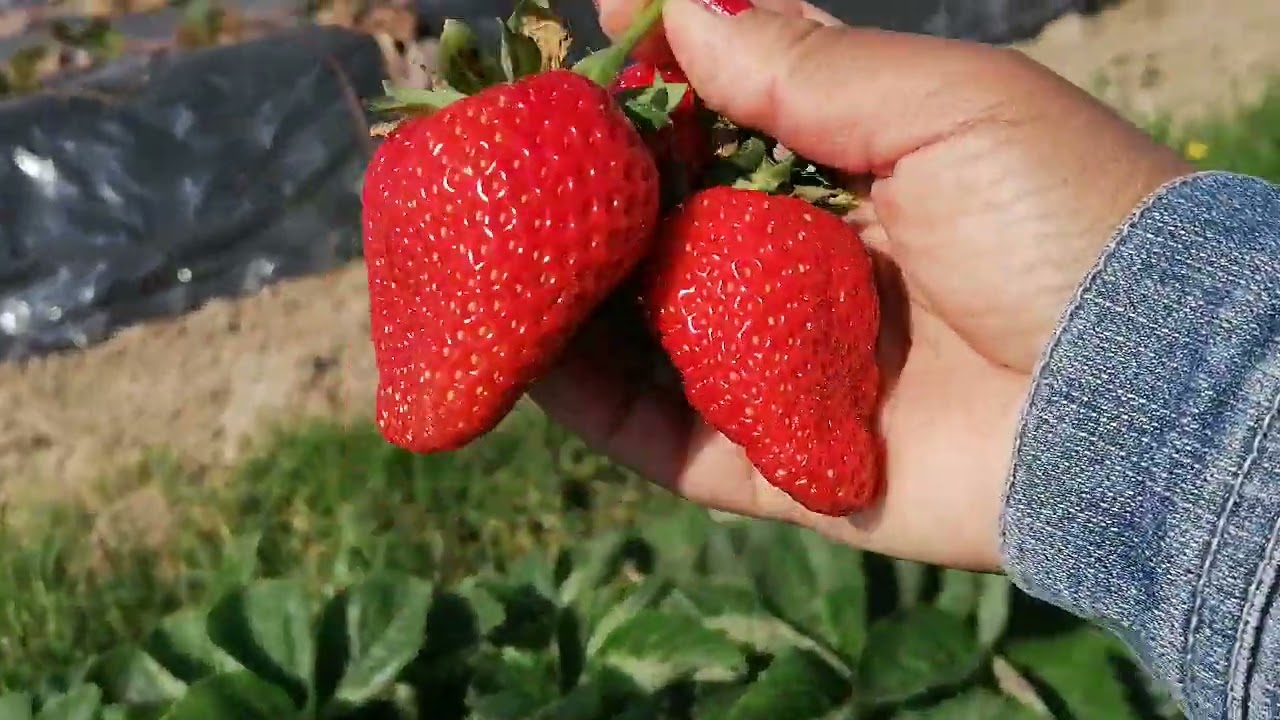 สรุปเก็บสตอเบอรี่9กิโล😁🍓เก็บเพลินไปหน่อย​มีแต่ลูกใหญ่ๆจ้า​  9.6.23