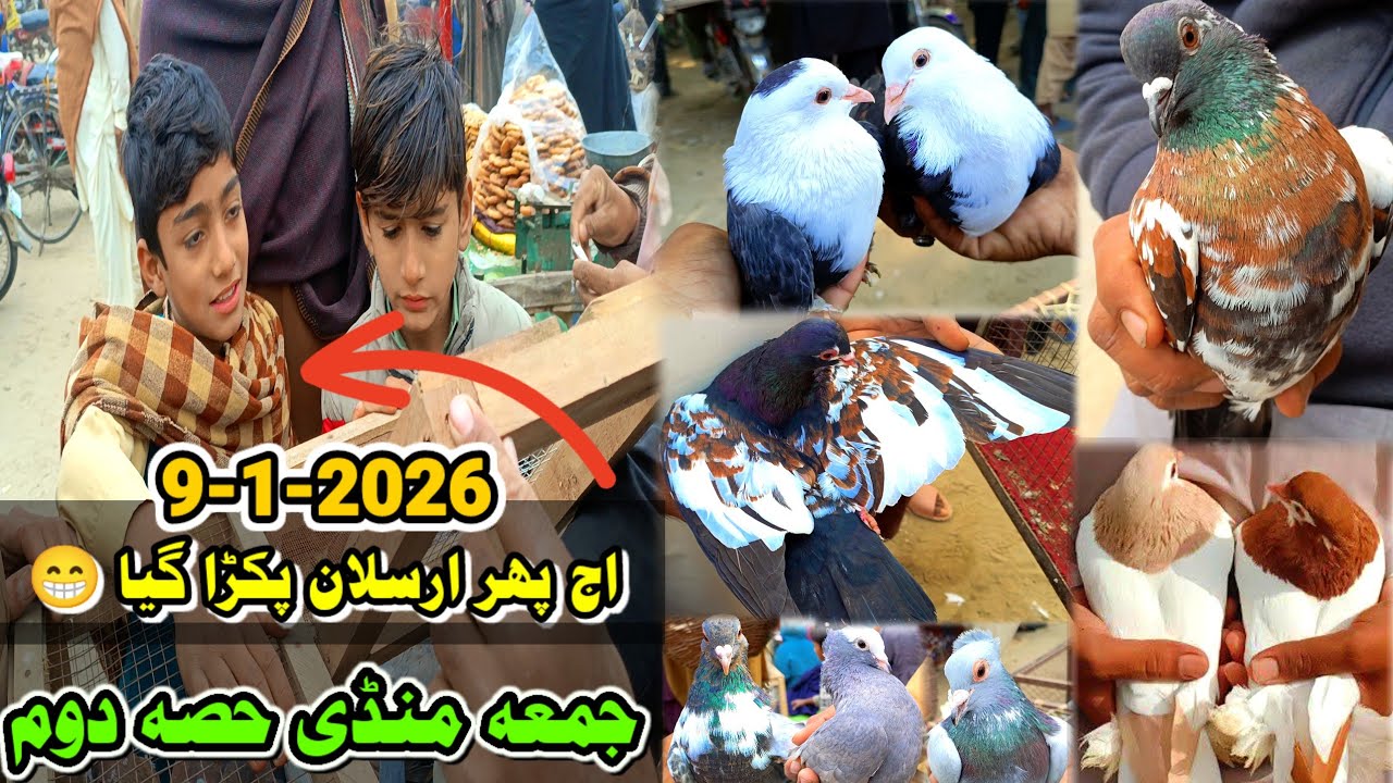 Part 2 Friday Pigeon Market Rates | Amazing ColorFull Rare Pigeons Sale In Cheap Price| Mandi Layyah