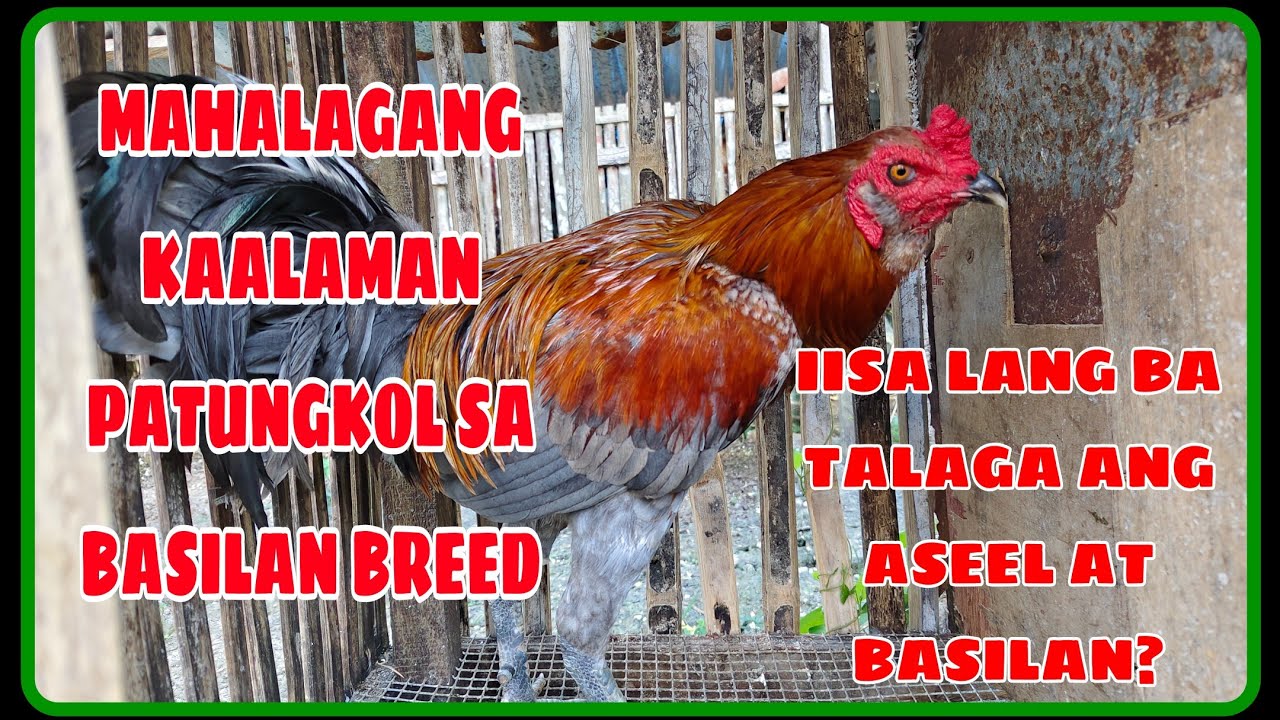ASEEL NGA BA ANG BASILAN BREED?|| ANO ANG PINAGMULAN NG BASILAN BREED