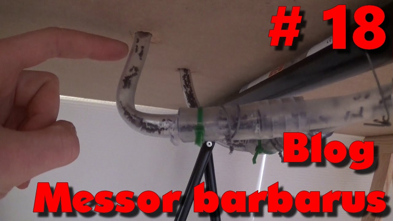 Blog Messor barbarus #18 - Une aire de chasse colonisé