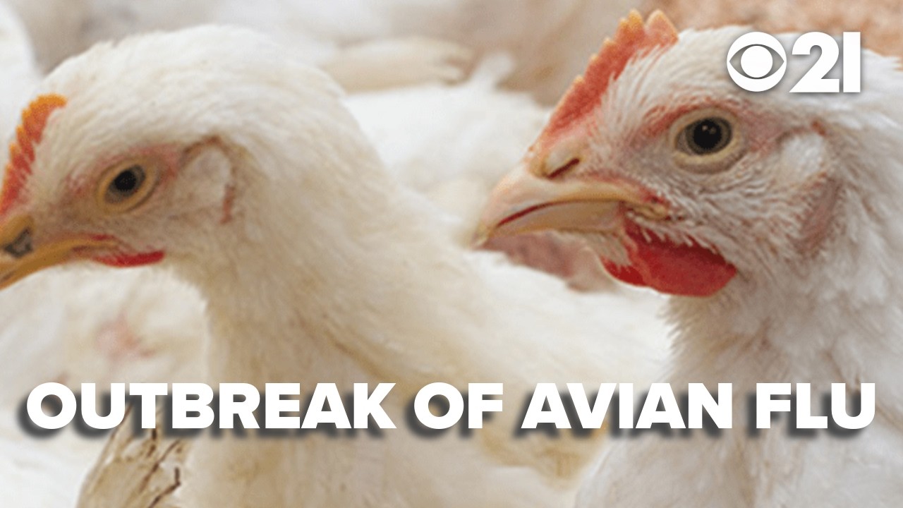 2 million birds impacted by outbreak of Avian Flu in PA