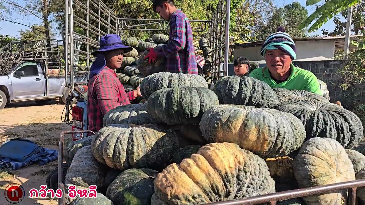 ทองอำไพ 426 ห้าตันต่อไร่ลูกใหญ่เท่าถาด@กว้าง อีหลี