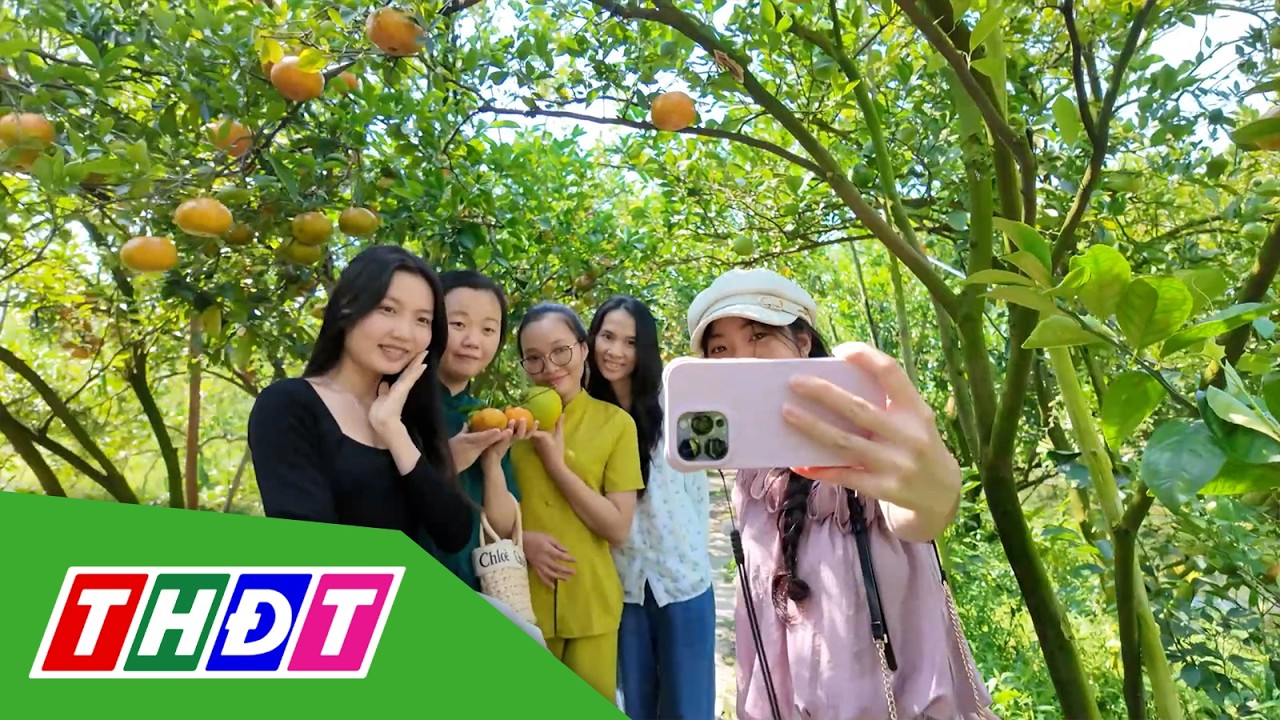 Sát Tết, vườn quýt Lai Vung hút khách ghé thăm | THDT