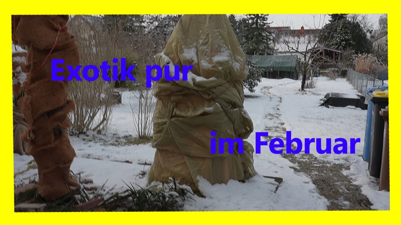 So überstehen meine Palmen den Winter!