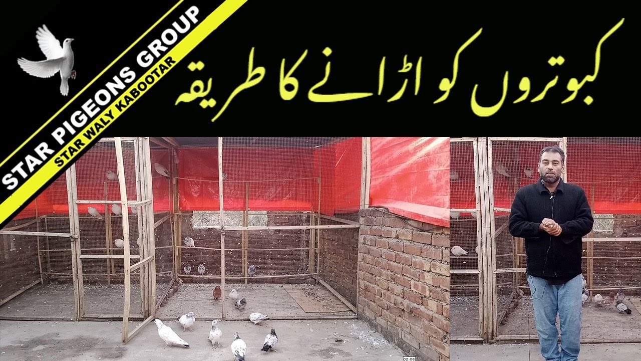 Kabootar Ko Urany Ka Tarika | Kabootar Bazi | Star Walay Kabootar | Star Pigeons Group - URDU
