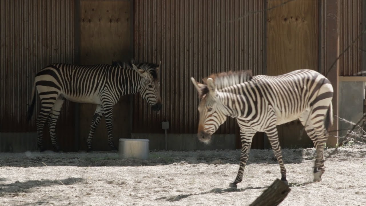 Zebra At Blank Park Zoo