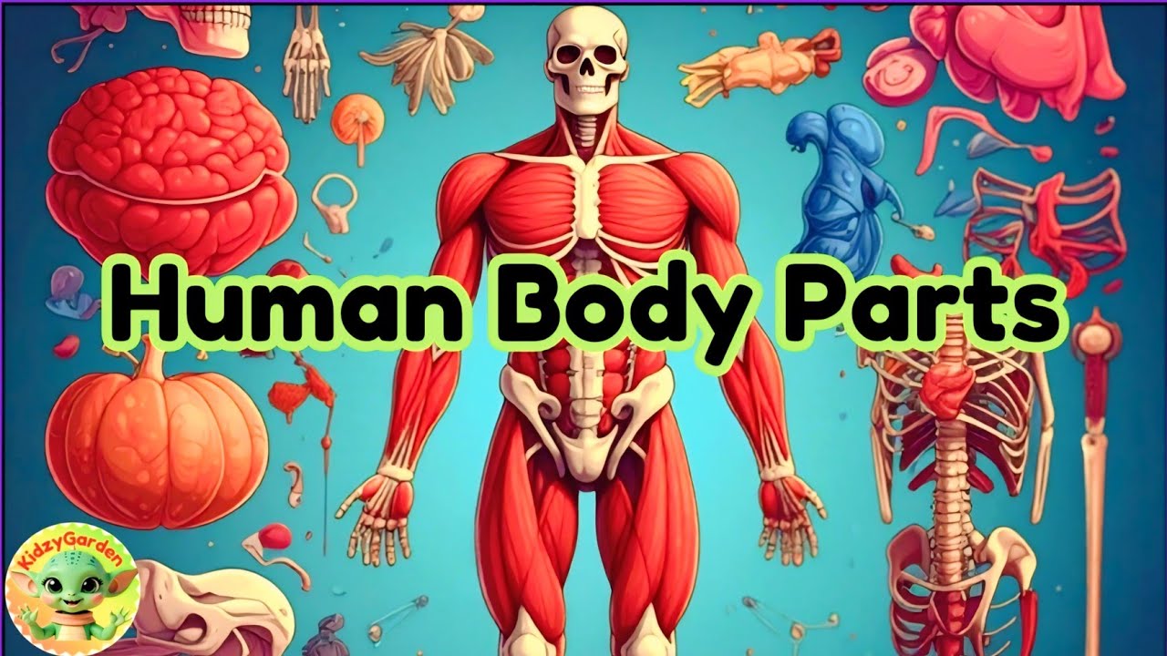 Internal & External Body Parts|Human Body Parts Learning Video for Children!Human Organs!KidzyGarden