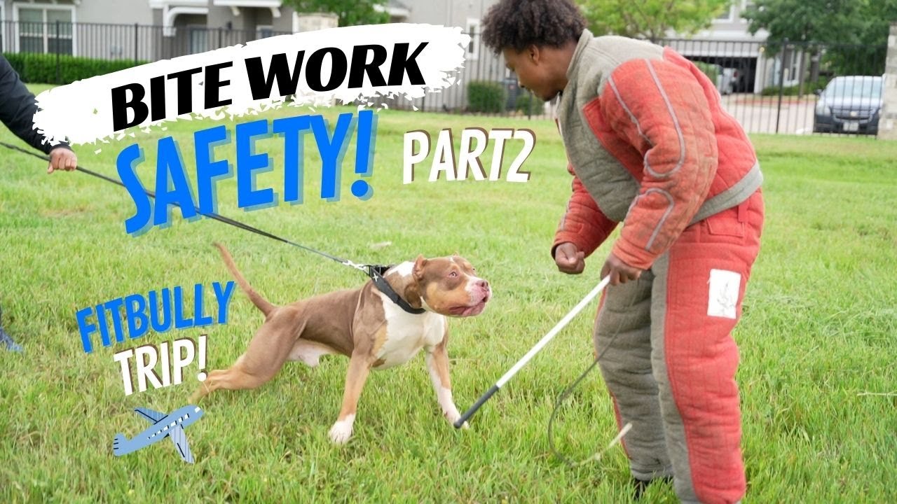 Bite Suit Training Safety (FitBully Edition)